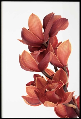 Poster & Gallery prints Botanisch Orchid Flower, Poster