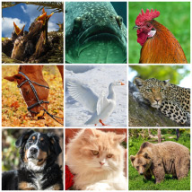 Collages op posterpapier Fotocollage 9 foto's op posterpapier - Border Wit