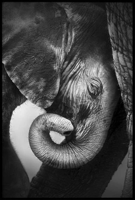 Poster & Gallery prints Insecten en dieren Baby Elephant, Poster