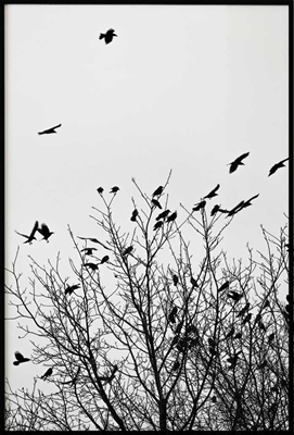 Poster & Gallery prints Natuurmotieven Birds in a Tree, Poster