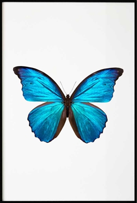 Poster & Gallery prints Insecten en dieren Blue Butterfly, Poster