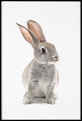 Poster & Gallery prints Insecten en dieren Bunny, Poster