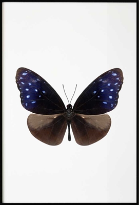 Poster & Gallery prints Insecten en dieren Dark Butterfly, Poster