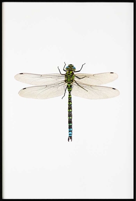 Poster & Gallery prints Insecten en dieren Dragonfly, Poster