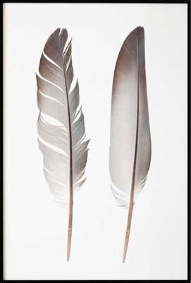 Poster & Gallery prints Feathers, Poster