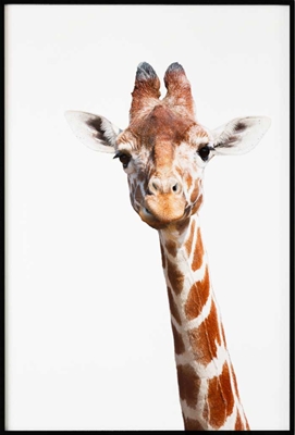 Poster & Gallery prints Insecten en dieren Giraffe, Poster