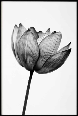 Poster & Gallery prints Botanisch Lotus Bloem, Poster