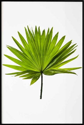 Poster & Gallery prints Botanisch Palmboom blad, Poster