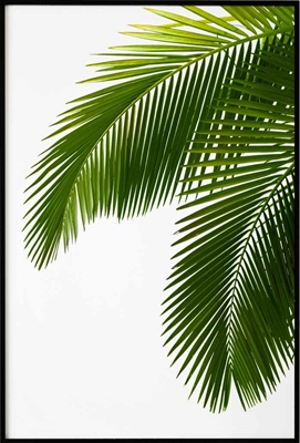 Poster & Gallery prints Botanisch Palmboom takken, Poster