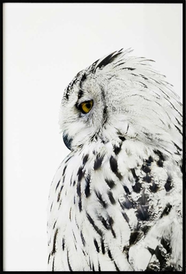 Poster & Gallery prints Insecten en dieren Snow Owl, Poster