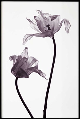 Poster & Gallery prints Tulip Purple, Poster