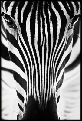 Poster & Gallery prints Insecten en dieren Zebra, Poster