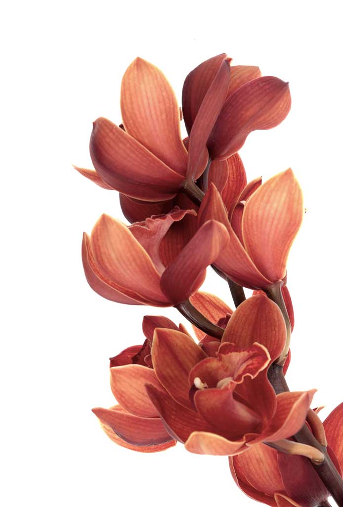 Orchid Flower, Poster