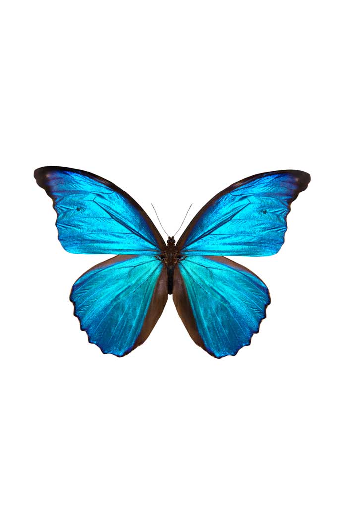 poster blue butterfly 1_1