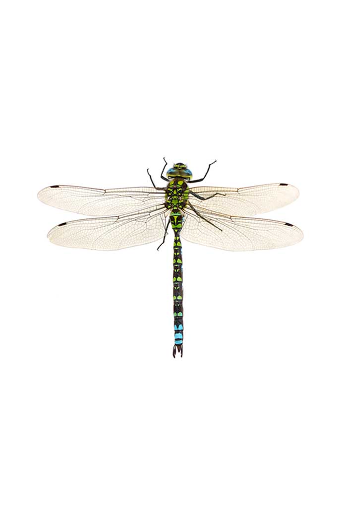 poster dragonfly 1_1
