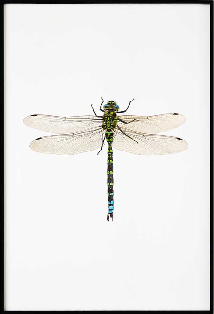 poster dragonfly_1