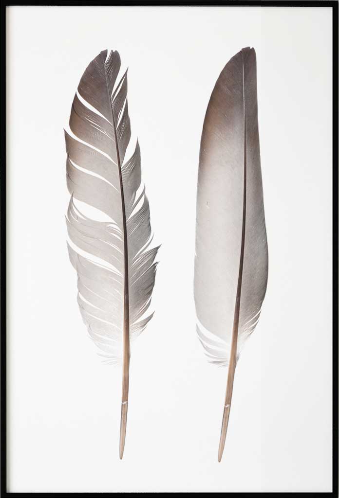 Feathers, Poster