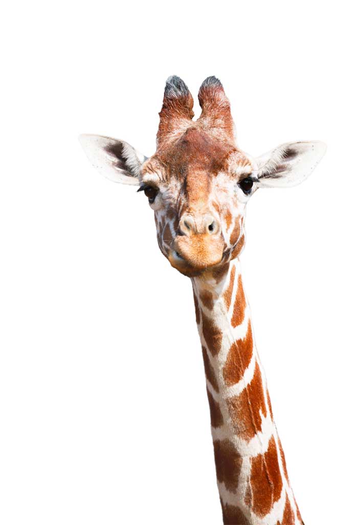 poster giraffe 1_1