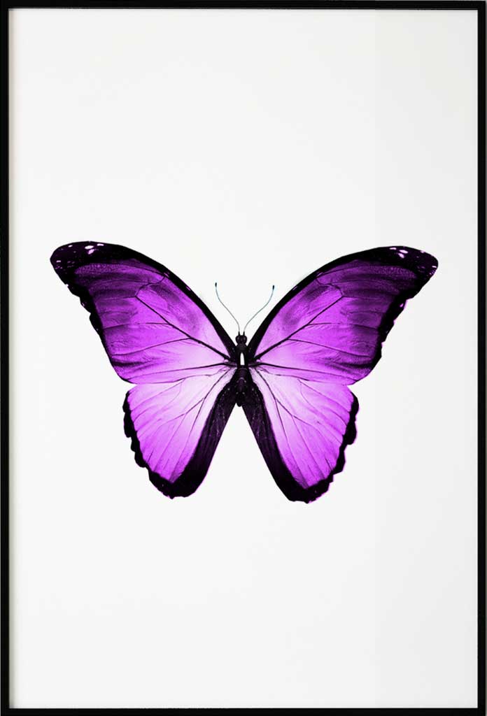 poster pink butterfly_1