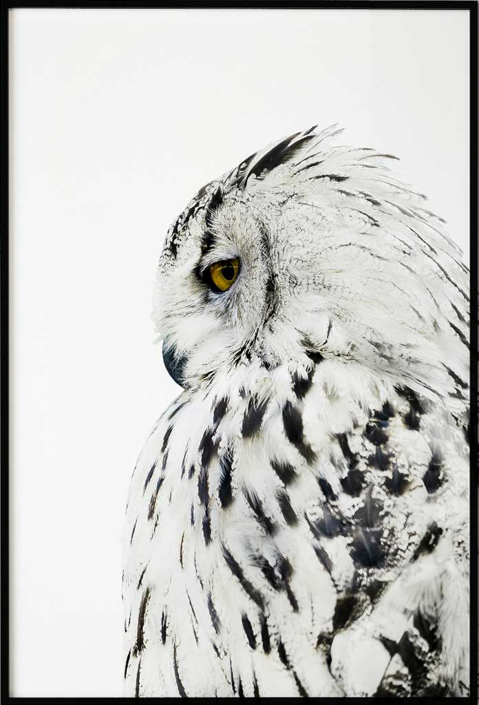poster snow owl