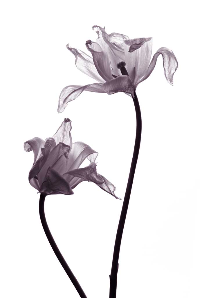poster tulip purple 1