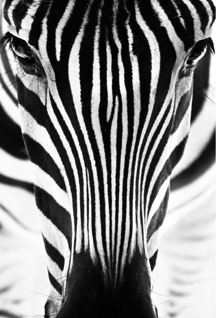 poster zebra 1