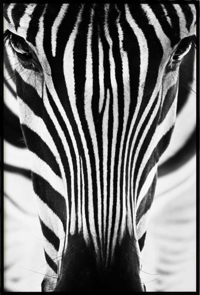 poster zebra